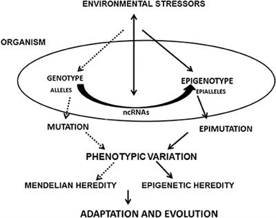 The Importance of ncRNAs as Epigenetic Mechanisms in Phenotypic Variation and Organic Evolution